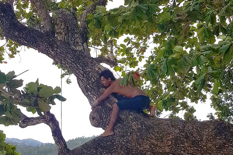 Harry Gobel, penggiat ekowisata Gorontalo memperingati Hari Pohon Sedunia dengan cara unik, ia memanjat pohon ketapang di tepi laut yang fotonya diunggah di media sosial disertai dengan sejumlah pesan.