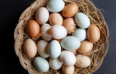 Penjelasan Soal Perbedaan Warna Telur Halaman All Kompas Com Penjelasan Soal Perbedaan Warna Telur Halaman All Kompas Com