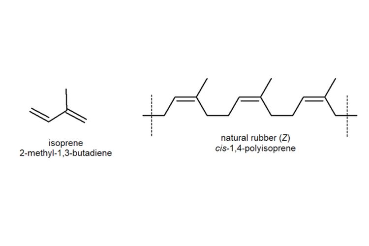 Monomer isoprena yang membentuk polimer karet alam.