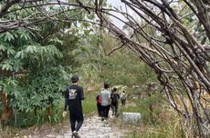 Wisata Baru di Jombang, Trekking dari Bukit Pecaringan Lewati Kebun Manggis