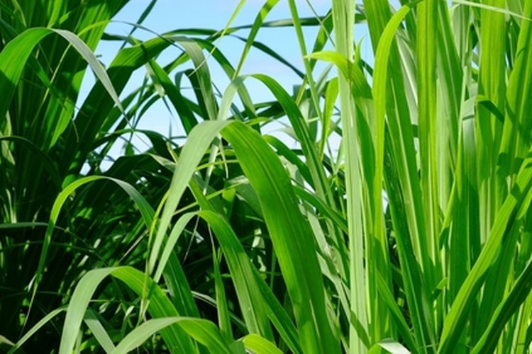 Ilustrasi rumput raja