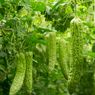 Cara Mengendalikan Lalat Buah, Penyebab Buah Pare Rontok Sebelum Masak
