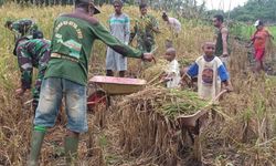Ini Padi Andalan Kementan di Lahan Kering