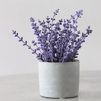 Ilustrasi bunga lavender