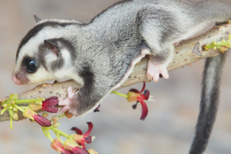 Sugar gliders in spanish