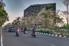 Bunga Tabebuya Bermekaran, Kota Surabaya Kini Mirip Negeri Sakura