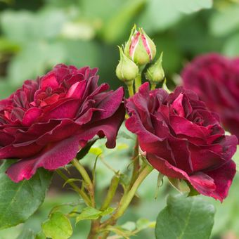Ilustrasi bunga mawar Rosa Munstead Wood yang mengeluarkan aroma harum. 