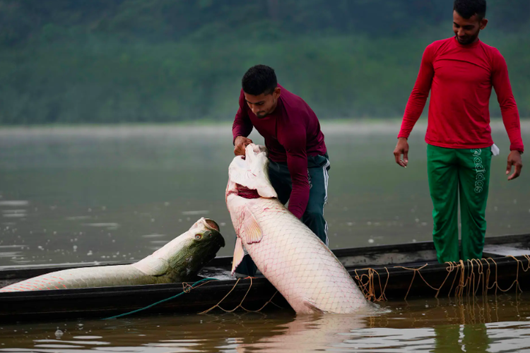 Ikan arapaima dari Sungai Amazon
