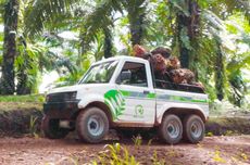 4 Juta Hektare Area Riau Berubah Jadi Lahan Sawit, Ancam Biodiversitas