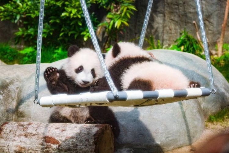Anak kembar panda di Ocean Park. 