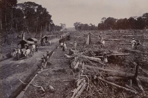 Deforestasi di Era Belanda hingga Pendudukan Jepang