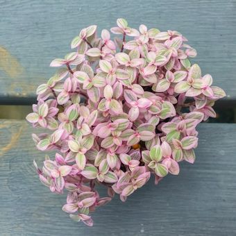 Ilustrasi tanaman hias air mata janda (Callisia repens) jenis Pink Lady.