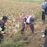 Berkat Kalagumarang, 600 Tikus yang Serbu Pemukiman di Karawang Mati