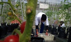 BRIN Kembangkan 'Smart Greenhouse' untuk Pertanian Berkelanjutan di Kalteng 
