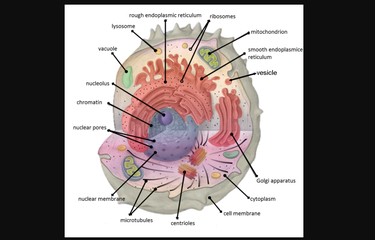 Organel yang berfungsi secara aktif pada pembelahan sel dan hanya ada pada sel hewan saja yaitu