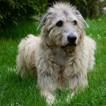 Ilustrasi ras anjing Irish Wolfhound. 