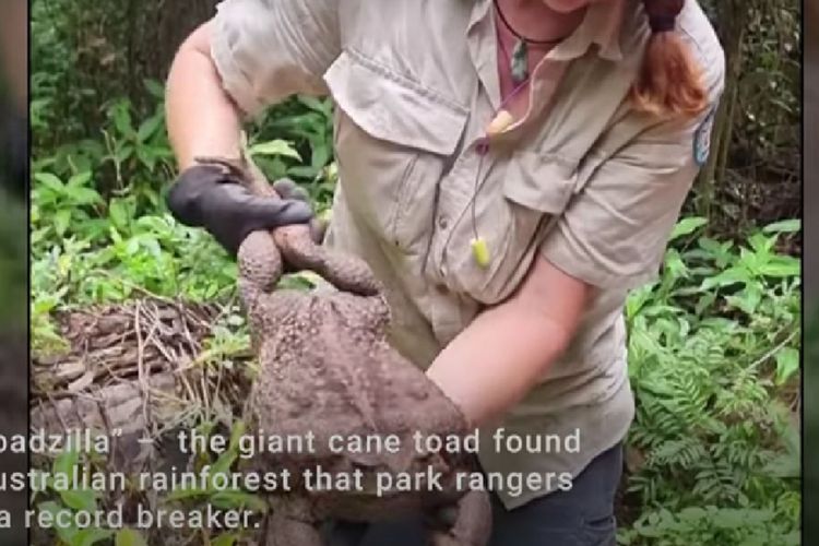 Penjaga hutan di Australia menemukan kodok tebu dengan berat 2,7 kilogram yang diberi nama Toadzilla pada 12 Januari 2023 lalu.