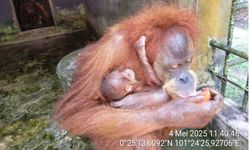 Bayi Orangutan Sumatera Lahir di Riau, Dinamai Ade