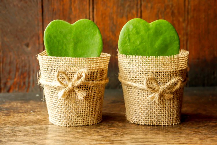 Ilustrasi tanaman Hoya Sweetheart. 