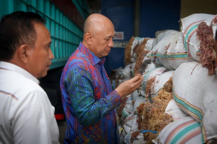 Menteri Koperasi dan Usaha Kecil dan Mikro (Menkop dan UKM) Teten Masduki saat mengecek komoditas rumput laut untuk diekspor di Makassar, Sulsel, Sabtu (4/11/2023).