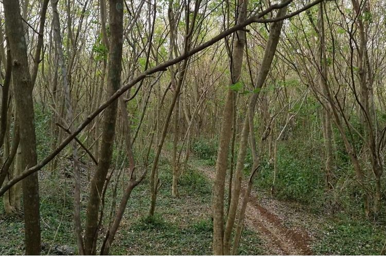 Hamparan tanaman gamal di petak hutan yang dikelola Perum Perhutani Kesatuan Pemangkuan Hutan (KPH) Purwodadi di Kecamatan Ngaringan, Kabupaten Grobogan, Jumat (2/8/2024). 