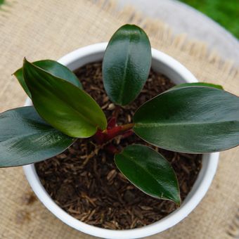 Ilustrasi tanaman hias Philodendron congo rojo atau Philodendron red leaf.