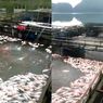 Ribuan Ikan di Telaga Ngebel Ponorogo Mendadak Mati Diduga karena Belerang, Petani Rugi Jutaan