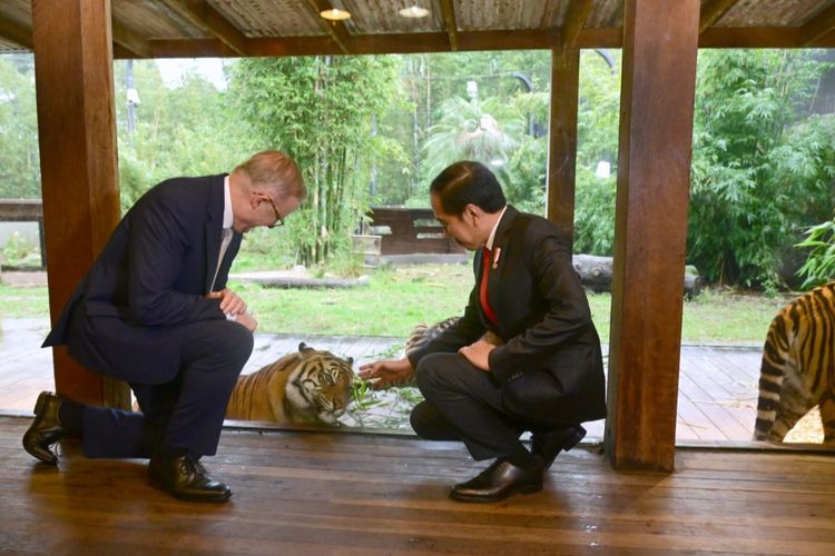 Presiden Joko Widodo dan Perdana Menteri Anthony Albanese saat mengunjungi Sumatran Village, Taronga Zoo, Sydney untuk melihat harimau Sumatra pada Selasa (4/7/2023).