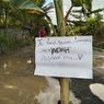 Kesal Jalan Antar Kecamatan Rusak Parah, Warga Kaluku-Subur Luwu Utara Tanam Pisang dan Beri Pesan