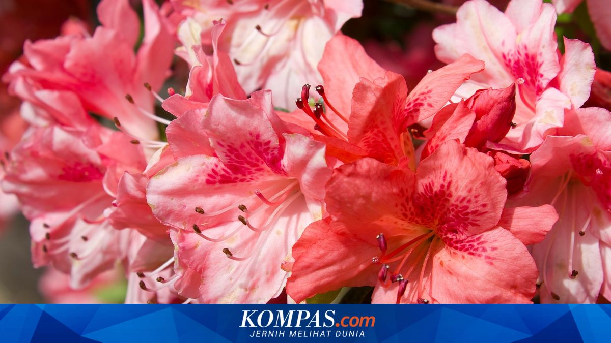 Cara Menanam dan Merawat Bunga Azalea, Cocok Jadi Tanaman Pagar