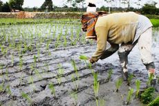 Upah Riil Buruh Tani Naik Tipis Jadi Rp 38.278 Per Hari