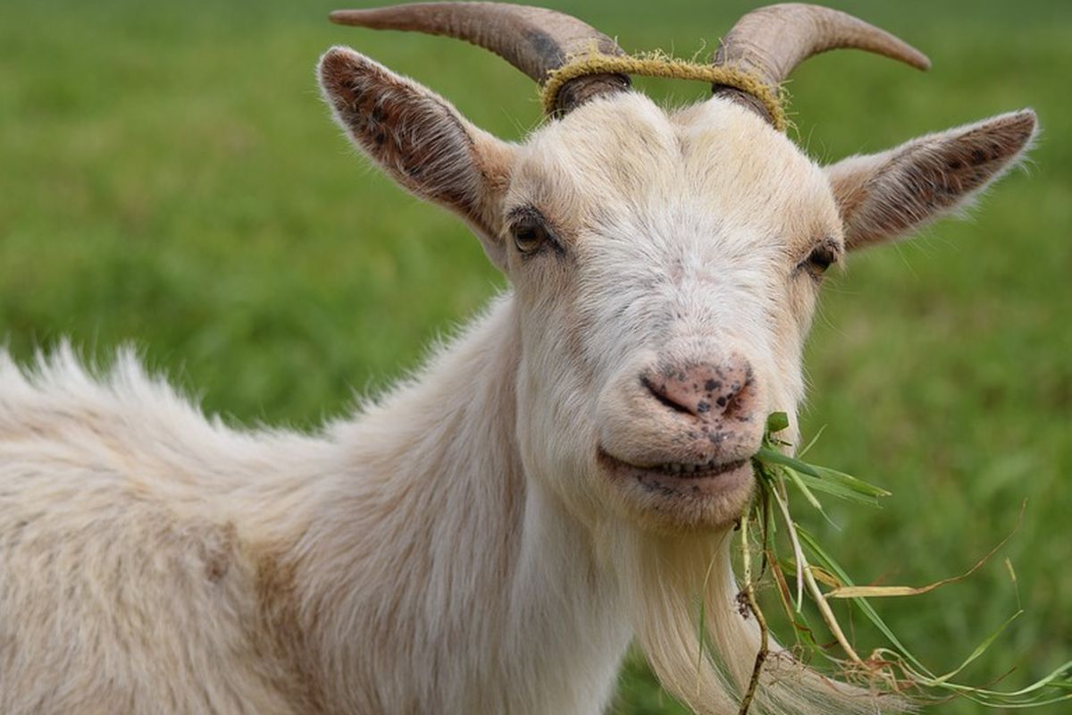 ilustrasi kambing makan rumput