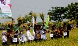 NTP Semua Subsektor Pertanian Naik Kecuali Peternakan, Ini Alasannya 