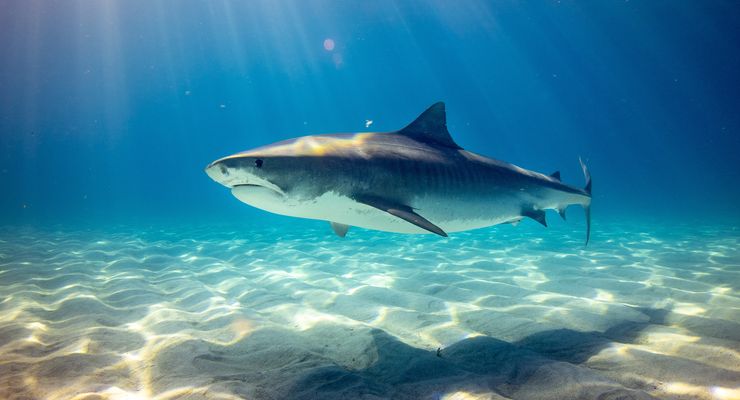 Mengapa Beberapa Predator Laut Menyelam ke Dasar yang Gelap?