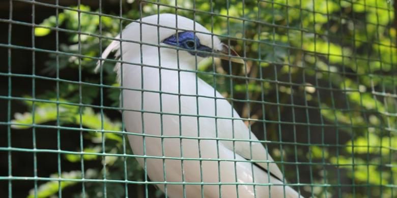 Melihat Keberadaan Curik Bali Halaman All Kompas Com