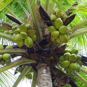 Ilustrasi buah kelapa, pohon kelapa. 