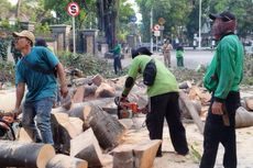 Pohon Beringin Tumbang di Depan Rumah Dinas Panglima TNI, Diduga akibat Keropos