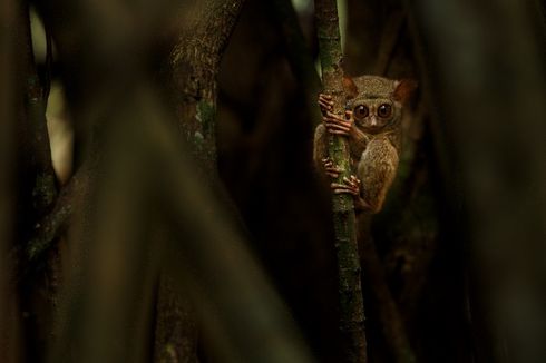 Fakta Menarik Tarsius, Primata Terkecil di Dunia