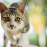 Kucing Liar Jadi Ancaman Satwa Liar Australia, Kok Bisa?