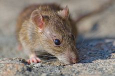 Tikus Diduga Menjadi Inang Virus Langya di China, Ini Kata Peneliti