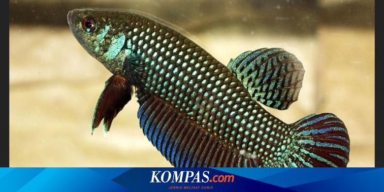 Ikan Cupang Si Cantik Yang Gemar Bertarung Hingga Basmi Jentik Halaman All Kompas Com