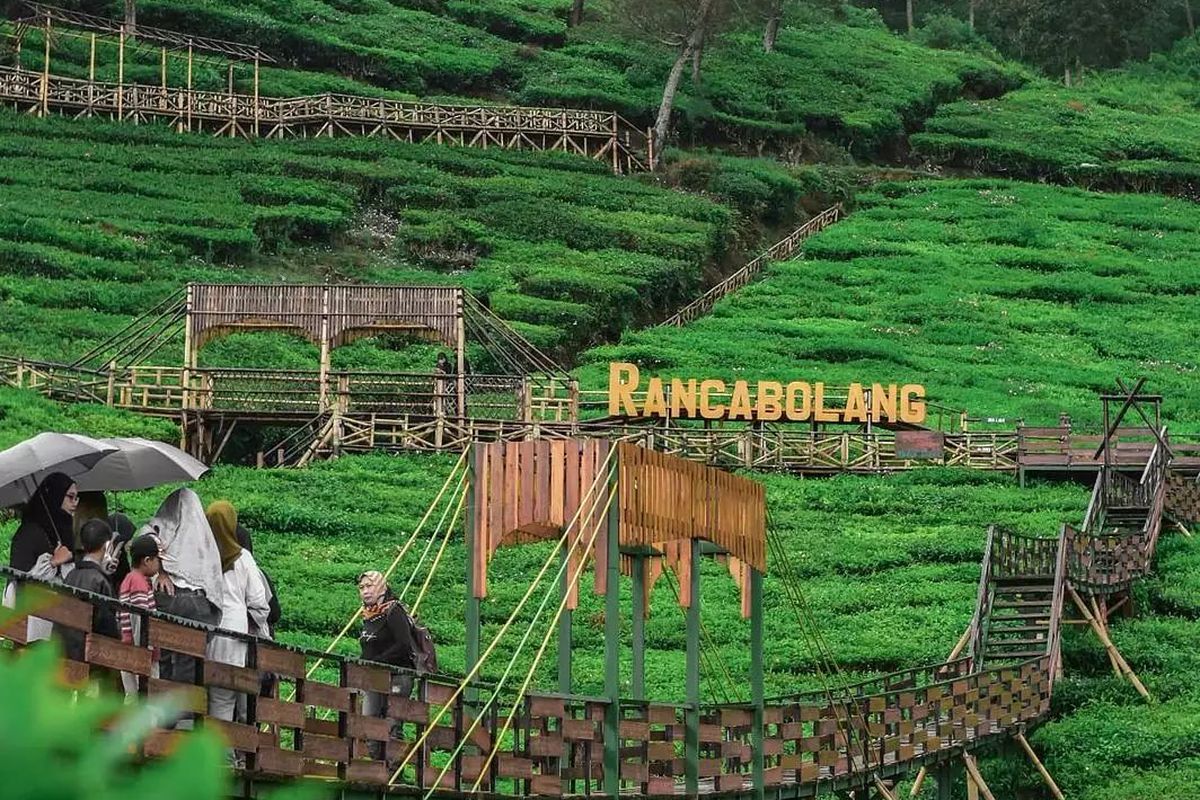 Bukit Jamur Ciwidey, Wisata Alam Pohon Cemara dan Kebun Teh