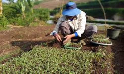 Ini Kategori Penerima Alsintan dari Kementan