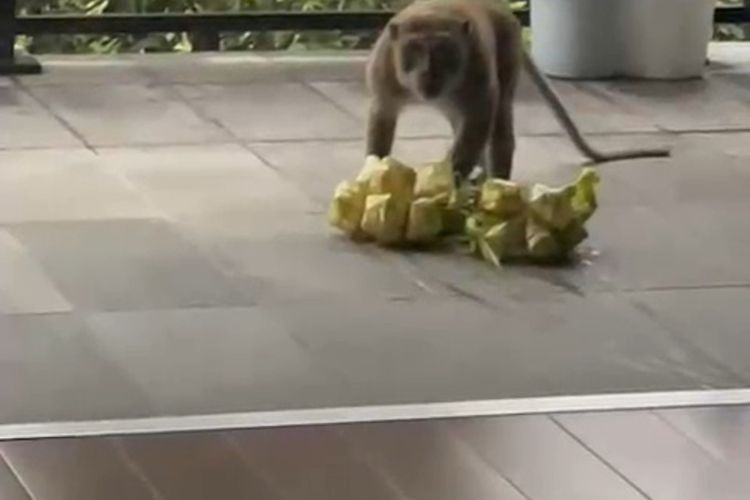 Sekelompok monyet liar tengah mencuri makanan lebaran milik warga Villa Bandung Indah, Desa Cimekar, Kecamatan Cileunyi, Kabupaten Bandung, Jawa Barat pada Selasa (9/4/2024)