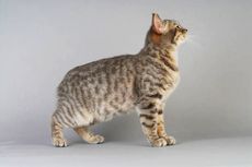 Mengenal Kucing Manx, Ras Unik Tanpa Ekor