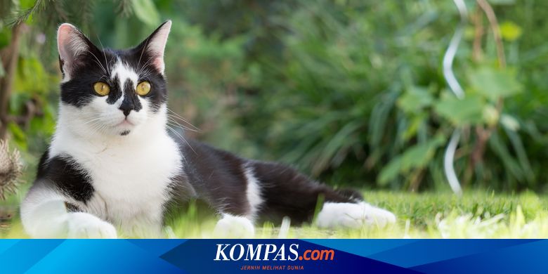 Tak Perlu Disiksa Ini 9 Cara Ampuh Usir Kucing Halaman All Kompas Com Tak Perlu Disiksa Ini 9 Cara Ampuh Usir Kucing Halaman All Kompas Com