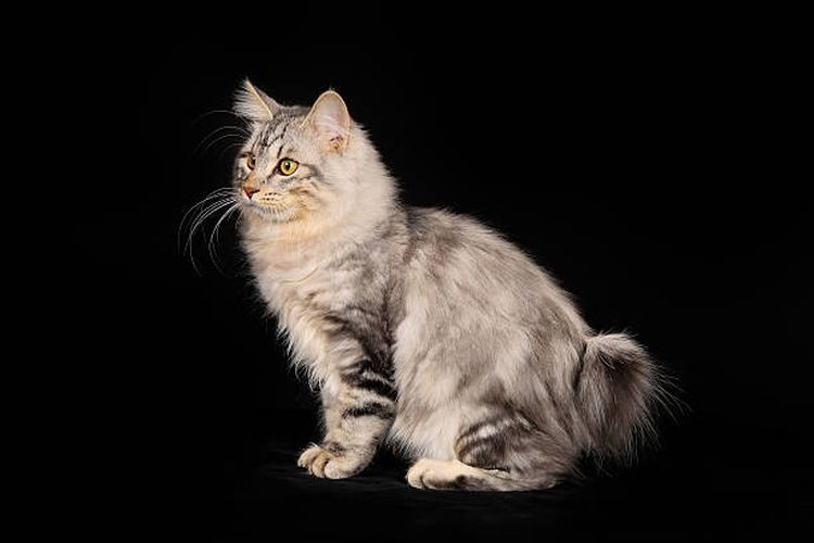 Ilustrasi cara merawat ras kucing Kurilian Bobtail.