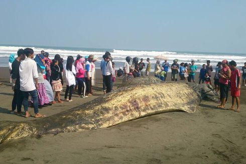 Bangkai Paus Sepanjang 20 Meter Terdampar di Pantai Bunton Cilacap