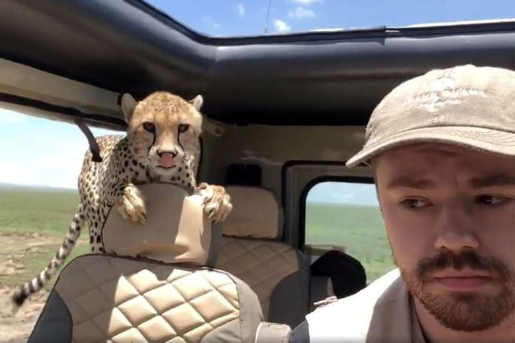 Britton Hayes hanya dapat terdiam dan berusaha tetap tenang saat seekor cheetah melompat masuk dari jendela belakang mobil.