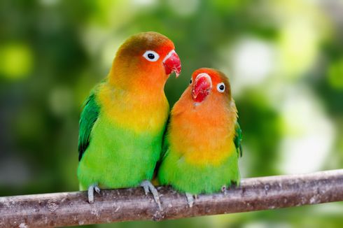 5 Fakta Menarik Burung Lovebird yang Diberikan Ganjar pada Cak Imin